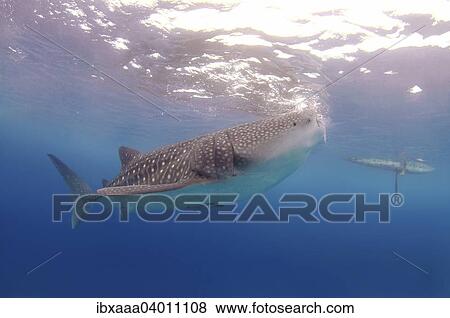 Whale shark (Rhincodon typus), Bohol Sea, Oslob, Cebu, Philippines, Asia View Large Photo Image Stock Photo - Whale shark (Rhincodon typus), Bohol Sea, Oslob, Cebu, Philippines, Asia. Fotosearch