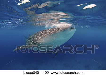 Whale shark (Rhincodon typus) Boholsee, Oslob, Cebu, Philippines, Asia View Large Photo Image Stock Photo - Whale shark (Rhincodon typus) Boholsee, Oslob, Cebu, Philippines, Asia. Fotosearch
