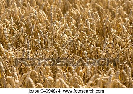 Picture - Wheat (Triticum aestivum), ears of ripe wheat. Fotosearch