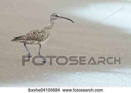Picture - Whimbrel (Numenius phaeopus) on the beach, Tortuguero, Costa Rica, North America. Fotosearch