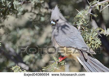 Picture - White-backed Mousebird (Colius colius) perched on a branch, Kgalagadi Transfrontier National Park, Northern Cape, South Africa, Africa. Fotosearch
