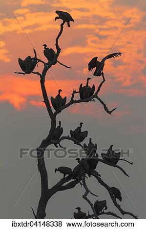 White-backed Vulture (Gyps africanus), at sunset on their resting tree, Chobe National Park, Botswana, Africa View Large Photo Image Stock Photo - White-backed Vulture (Gyps africanus), at sunset on their resting tree, Chobe National Park, Botswana, Africa. Fotosearch