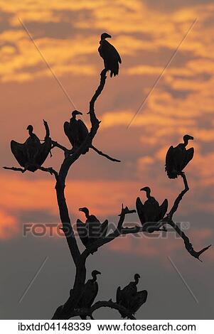 White-backed Vulture (Gyps africanus), at sunset on their resting tree, Chobe National Park, Botswana, Africa View Large Photo Image Stock Photo - White-backed Vulture (Gyps africanus), at sunset on their resting tree, Chobe National Park, Botswana, Africa. Fotosearch