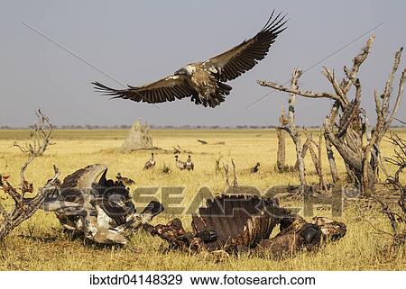 White-backed Vultures (Gyps africanus) at the carcass of a Cape Buffalo (Syncerus caffer caffer), Savuti, Chobe National Park, Botswana, Africa View Large Photo Image Stock Photo - White-backed Vultures (Gyps africanus) at the carcass of a Cape Buffalo (Syncerus caffer caffer), Savuti, Chobe National Park, Botswana, Africa. Fotosearch
