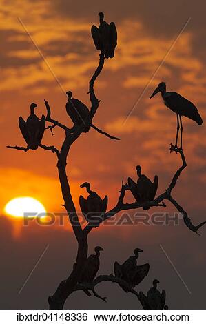 White-backed Vultures (Gyps africanus) and Marabou Stork (Leptoptilos crumeniferus), at sunset on their resting tree, Chobe National Park, Botswana, Africa View Large Photo Image Stock Photograph - White-backed Vultures (Gyps africanus) and Marabou Stork (Leptoptilos crumeniferus), at sunset on their resting tree, Chobe National Park, Botswana, Africa. Fotosearch