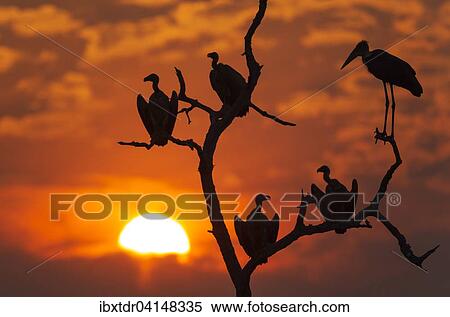 White-backed Vultures (Gyps africanus) and Marabou Stork (Leptoptilos crumeniferus), at sunset on their resting tree, Chobe National Park, Botswana, Africa View Large Photo Image Stock Photography - White-backed Vultures (Gyps africanus) and Marabou Stork (Leptoptilos crumeniferus), at sunset on their resting tree, Chobe National Park, Botswana, Africa. Fotosearch