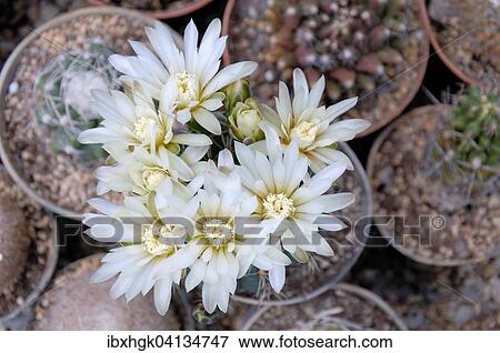 White cactus flowers (Mammillaria spec. ) View Large Photo Image Stock Photo - White cactus flowers (Mammillaria spec. ). Fotosearch
