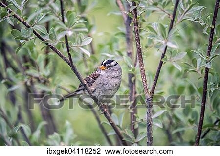 Stock Image - White-crowned Sparrow (Zonotrichia leucophrys), Wrangell Mountains, Alaska, USA. Fotosearch