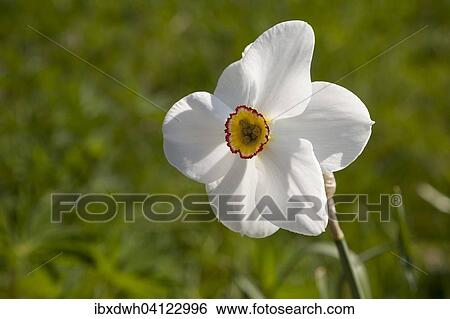 Stock Photograph - White Daffodil (Narcissus), North Rhine-Westphalia, Germany, Europe. Fotosearch