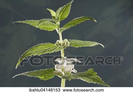 Stock Image - White Dead-nettle (Lamium album), Baden-Wurttemberg, Germany, Europe. Fotosearch
