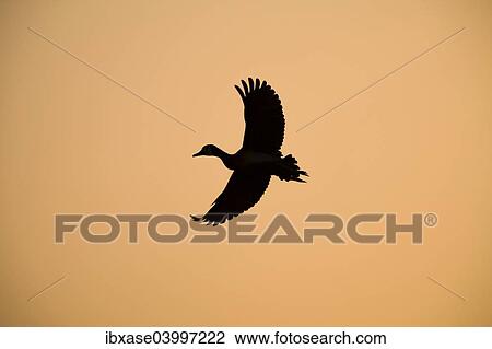 Stock Image - White-faced Whistling Duck (Dendrocygna viduata) silhouetted in flight, Djoudj National Park, Senegal, Africa. Fotosearch