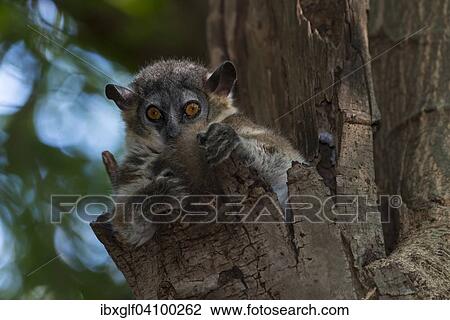 White-footed Sportive Lemur (Lepilemur leucopus), Madagascar, Africa View Large Photo Image Stock Image - White-footed Sportive Lemur (Lepilemur leucopus), Madagascar, Africa. Fotosearch