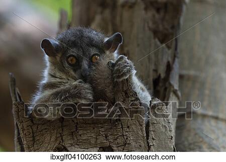 White-footed Sportive Lemur (Lepilemur leucopus), Madagascar, Africa View Large Photo Image Stock Image - White-footed Sportive Lemur (Lepilemur leucopus), Madagascar, Africa. Fotosearch