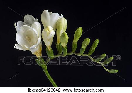 White Freesia (Freesia) View Large Photo Image Stock Image - White Freesia (Freesia). Fotosearch