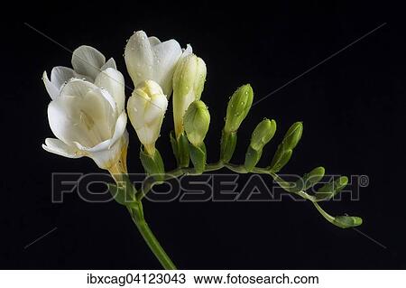 White Freesia (Freesia) with water drops View Large Photo Image Stock Image - White Freesia (Freesia) with water drops. Fotosearch
