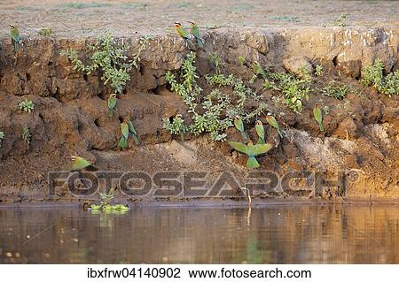 White-fronted bee-eater (Merops bullockoides) colony on river bank, Lower Zambezi National Park, Zambia, Africa View Large Photo Image Stock Image - White-fronted bee-eater (Merops bullockoides) colony on river bank, Lower Zambezi National Park, Zambia, Africa. Fotosearch