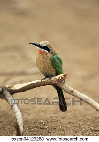Stock Photo - White-fronted Bee-eater (Merops bullockoides), adult, perched, Kruger National Park, South Africa, Africa. Fotosearch