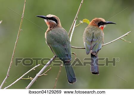 White-fronted Bee-eaters (Merops bullockoides), adult pair, perched, Kruger National Park, South Africa, Africa View Large Photo Image Stock Photo - White-fronted Bee-eaters (Merops bullockoides), adult pair, perched, Kruger National Park, South Africa, Africa. Fotosearch