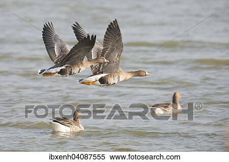 White-fronted Geese (Anser albifrons) and greylag geese (Anser anser), East Frisia, Lower Saxony, Germany, Europe View Large Photo Image Stock Photography - White-fronted Geese (Anser albifrons) and greylag geese (Anser anser), East Frisia, Lower Saxony, Germany, Europe. Fotosearch
