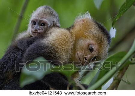 White-headed capuchin (Cebus capucinus) with infant, Manuel Antonio National Park, Costa Rica, North America View Large Photo Image Stock Image - White-headed capuchin (Cebus capucinus) with infant, Manuel Antonio National Park, Costa Rica, North America. Fotosearch