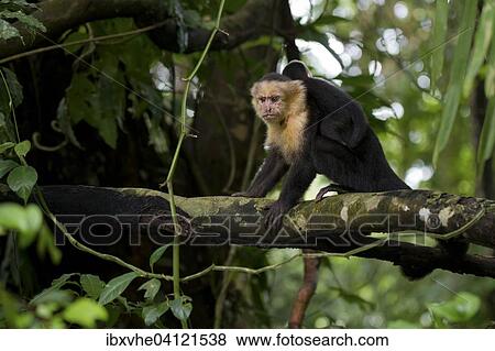 White-headed Capuchin (Cebus capucinus) with infant, Manuel Antonio National Park, Costa Rica, North America View Large Photo Image Stock Photo - White-headed Capuchin (Cebus capucinus) with infant, Manuel Antonio National Park, Costa Rica, North America. Fotosearch