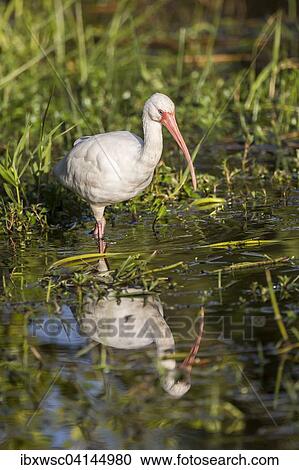 White Ibis (Eudocimus albus) wading in water, Everglades National Park, Anhinga Trail, Florida, USA View Large Photo Image Stock Image - White Ibis (Eudocimus albus) wading in water, Everglades National Park, Anhinga Trail, Florida, USA. Fotosearch
