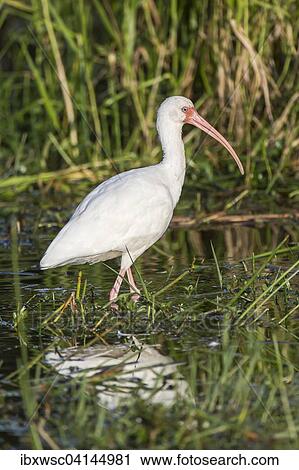 White Ibis (Eudocimus albus) wading in water, Everglades National Park, Anhinga Trail, Florida, USA View Large Photo Image Stock Image - White Ibis (Eudocimus albus) wading in water, Everglades National Park, Anhinga Trail, Florida, USA. Fotosearch