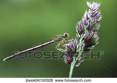 White-legged damselfly or blue featherleg (Platycnemis pennipes), female, Baden-Wurttemberg, Germany, Europe View Large Photo Image Stock Photo - White-legged damselfly or blue featherleg (Platycnemis pennipes), female, Baden-Wurttemberg, Germany, Europe. Fotosearch