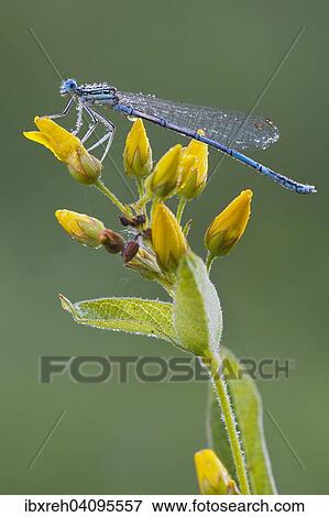 White-legged damselfly (Platycnemis pennipes), male, Burgenland, Austria, Europe View Large Photo Image Stock Photo - White-legged damselfly (Platycnemis pennipes), male, Burgenland, Austria, Europe. Fotosearch