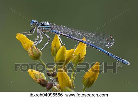 White-legged damselfly (Platycnemis pennipes), male, Burgenland, Austria, Europe View Large Photo Image Stock Photograph - White-legged damselfly (Platycnemis pennipes), male, Burgenland, Austria, Europe. Fotosearch