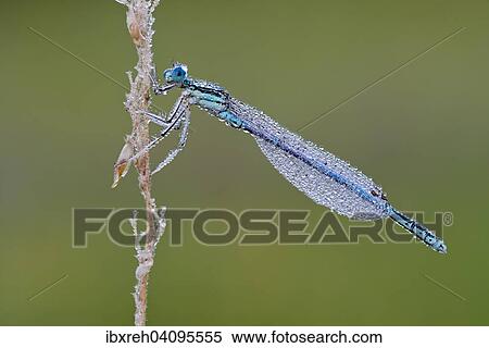 White-legged damselfly (Platycnemis pennipes), male, Burgenland, Austria, Europe View Large Photo Image Stock Photography - White-legged damselfly (Platycnemis pennipes), male, Burgenland, Austria, Europe. Fotosearch