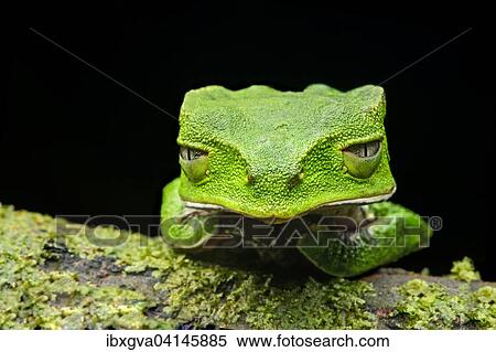 White-lined leaf frog (Phyllomedusa vaillantii), Amazon rainforest, Yasuni National Park, Ecuador, South America View Large Photo Image Stock Photography - White-lined leaf frog (Phyllomedusa vaillantii), Amazon rainforest, Yasuni National Park, Ecuador, South America. Fotosearch