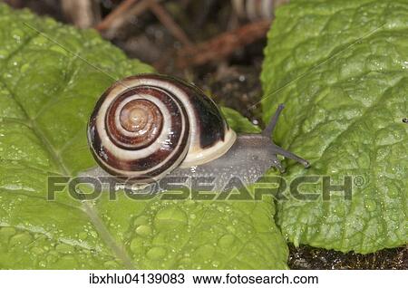Stock Image - White-lipped Snail (Cepaea hortensis), Baden-Wurttemberg, Germany, Europe. Fotosearch