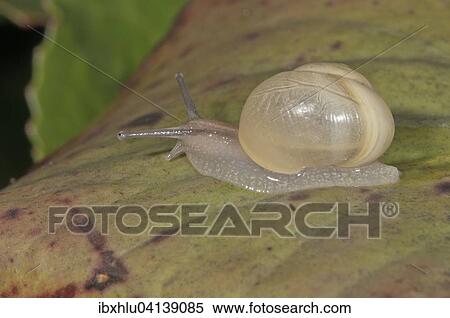 White-lipped Snail (Cepaea hortensis) without banding, Baden-Wurttemberg, Germany, Europe View Large Photo Image Stock Photography - White-lipped Snail (Cepaea hortensis) without banding, Baden-Wurttemberg, Germany, Europe. Fotosearch