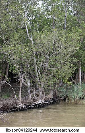White Mangrove (Laguncularia racemosa), in water, iSimangaliso Wetland Park, Kwazulu Natal, South Africa, Africa View Large Photo Image Picture - White Mangrove (Laguncularia racemosa), in water, iSimangaliso Wetland Park, Kwazulu Natal, South Africa, Africa. Fotosearch