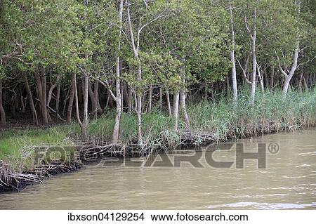 White Mangrove (Laguncularia racemosa), in water, iSimangaliso Wetland Park, Kwazulu Natal, South Africa, Africa View Large Photo Image Picture - White Mangrove (Laguncularia racemosa), in water, iSimangaliso Wetland Park, Kwazulu Natal, South Africa, Africa. Fotosearch