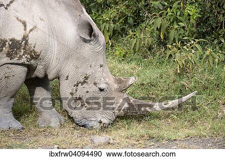 White Rhinoceros (Ceratotherium simum), female, feeding, Lake Nakuru National Park, Kenya, Africa View Large Photo Image Stock Image - White Rhinoceros (Ceratotherium simum), female, feeding, Lake Nakuru National Park, Kenya, Africa. Fotosearch