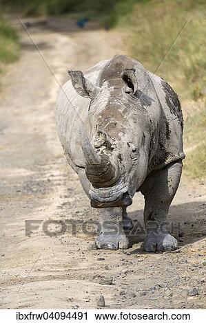 White Rhinoceros (Ceratotherium simum), bull walking on the road, Lake Nakuru National Park, Kenya, Africa View Large Photo Image Stock Image - White Rhinoceros (Ceratotherium simum), bull walking on the road, Lake Nakuru National Park, Kenya, Africa. Fotosearch
