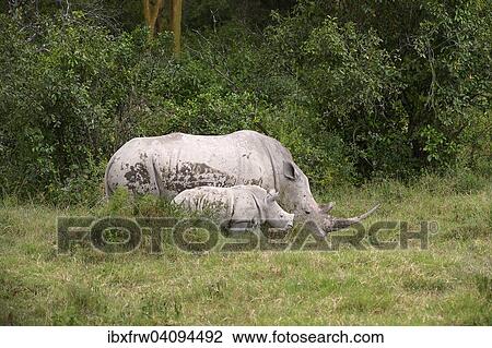 White Rhinoceros (Ceratotherium simum), female with young, Lake Nakuru National Park, Kenya, Africa View Large Photo Image Stock Image - White Rhinoceros (Ceratotherium simum), female with young, Lake Nakuru National Park, Kenya, Africa. Fotosearch