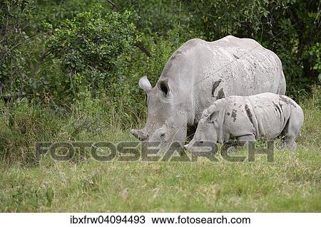 White Rhinoceros (Ceratotherium simum), female with young, Lake Nakuru National Park, Kenya, Africa View Large Photo Image Stock Image - White Rhinoceros (Ceratotherium simum), female with young, Lake Nakuru National Park, Kenya, Africa. Fotosearch