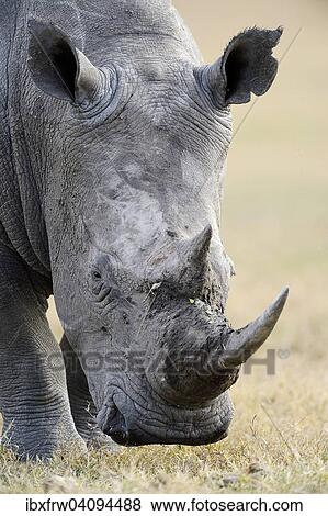 White Rhinoceros (Ceratotherium simum), close-up, Kenya, Africa View Large Photo Image Stock Photo - White Rhinoceros (Ceratotherium simum), close-up, Kenya, Africa. Fotosearch