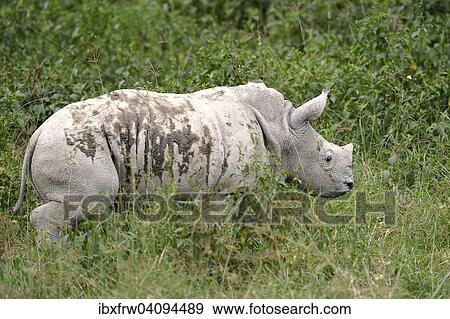White Rhinoceros (Ceratotherium simum), young, Lake Nakuru National Park, Kenya, Africa View Large Photo Image Stock Photo - White Rhinoceros (Ceratotherium simum), young, Lake Nakuru National Park, Kenya, Africa. Fotosearch