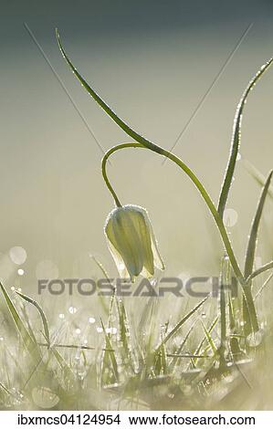 White Snake's head fritillary (Fritillaria meleagris), Hesse, Germany, Europe View Large Photo Image Picture - White Snake's head fritillary (Fritillaria meleagris), Hesse, Germany, Europe. Fotosearch
