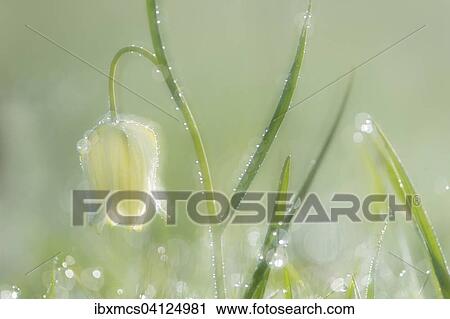 White Snake's head fritillary (Fritillaria meleagris), Hesse, Germany, Europe View Large Photo Image Stock Image - White Snake's head fritillary (Fritillaria meleagris), Hesse, Germany, Europe. Fotosearch