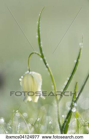 White Snake's head fritillary (Fritillaria meleagris), Hesse, Germany, Europe View Large Photo Image Stock Photo - White Snake's head fritillary (Fritillaria meleagris), Hesse, Germany, Europe. Fotosearch