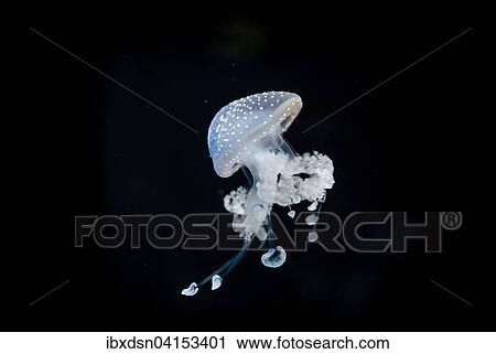 White-spotted Jellyfish (Phyllorhiza punctata), captive View Large Photo Image Stock Image - White-spotted Jellyfish (Phyllorhiza punctata), captive. Fotosearch