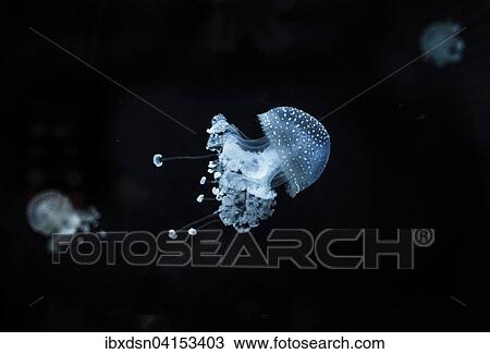 White-spotted Jellyfish (Phyllorhiza punctata), captive View Large Photo Image Stock Image - White-spotted Jellyfish (Phyllorhiza punctata), captive. Fotosearch