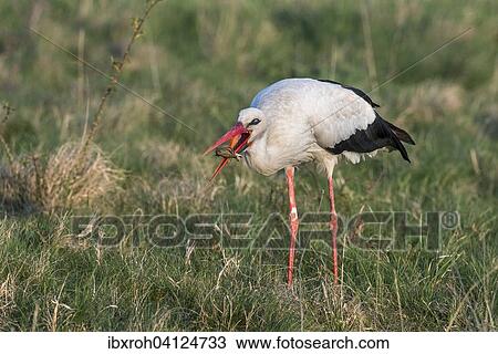 Stock Image - White Stork (Ciconia ciconia) feeding on prey, Lake Neusiedl National Park, Burgenland, Austria, Europe. Fotosearch