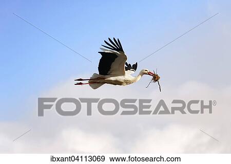 White Stork (Ciconia ciconia) in flight with nesting material in its beak, Teutoburg Forest Nature Park, North Rhine-Westphalia, Germany, Europe View Large Photo Image Stock Photo - White Stork (Ciconia ciconia) in flight with nesting material in its beak, Teutoburg Forest Nature Park, North Rhine-Westphalia, Germany, Europe. Fotosearch