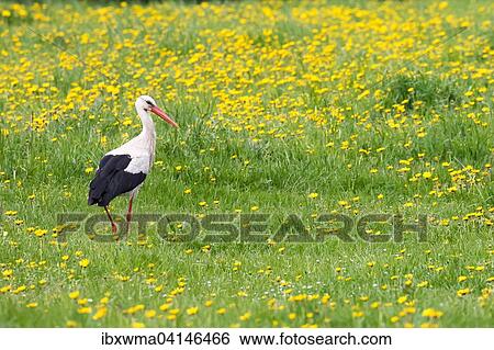 White stork (Ciconia ciconia) in meadow with dandelions (Taraxacum), Masuria, Poland, Europe View Large Photo Image Stock Photograph - White stork (Ciconia ciconia) in meadow with dandelions (Taraxacum), Masuria, Poland, Europe. Fotosearch